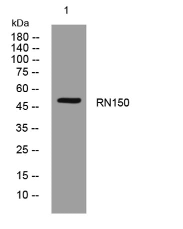 RN150 rabbit pAb