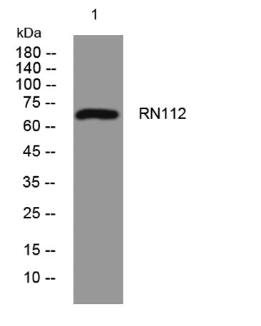 RN112 rabbit pAb