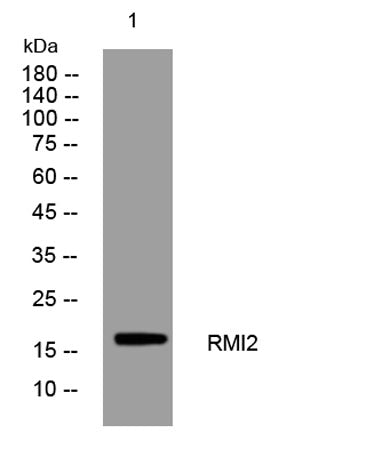 RMI2 rabbit pAb