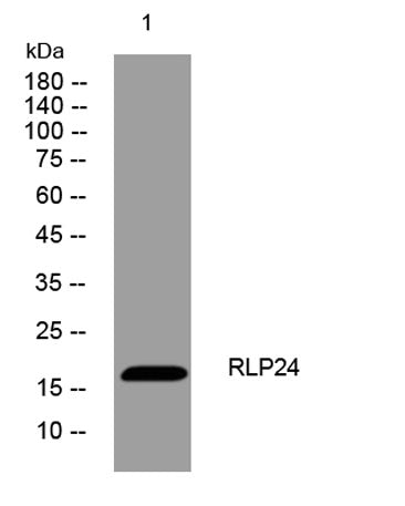 RLP24 rabbit pAb