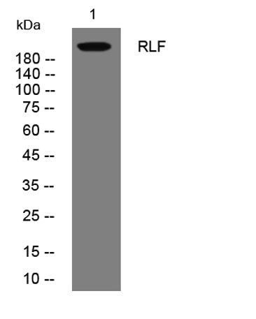 RLF rabbit pAb