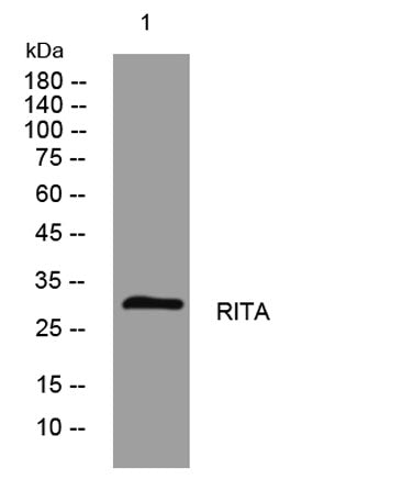 RITA rabbit pAb