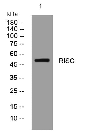 RISC rabbit pAb