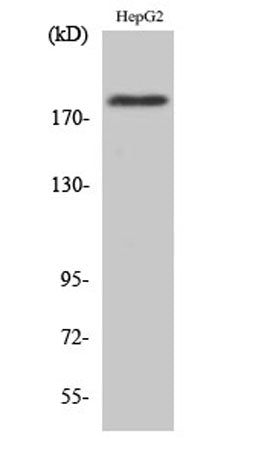 IRS-1 (phospho Ser1101) rabbit pAb