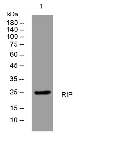 RIP rabbit pAb