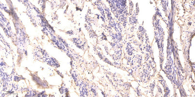 RIP (phospho-Ser166)  rabbit pAb