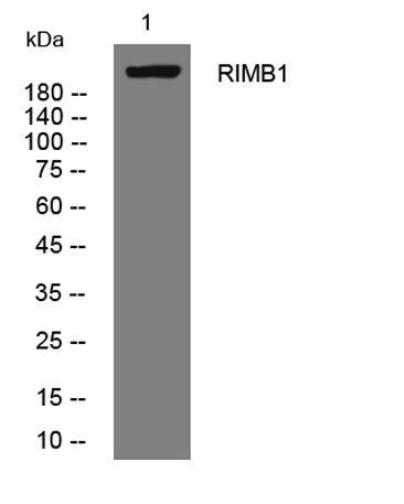 RIMB1 rabbit pAb