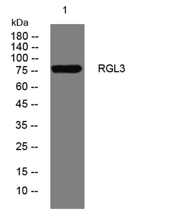 RGL3 rabbit pAb