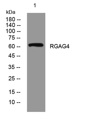 RGAG4 rabbit pAb