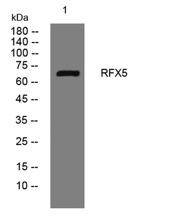 RFX5 rabbit pAb