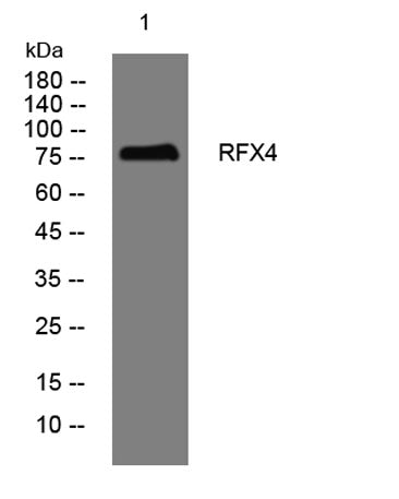 RFX4 rabbit pAb