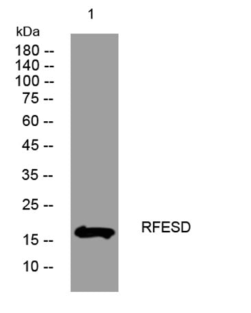RFESD rabbit pAb