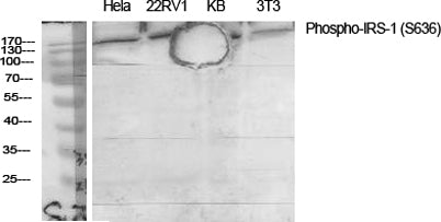 IRS-1 (phospho Ser636) rabbit pAb