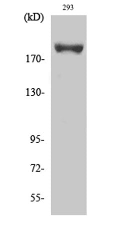IRS-1 (phospho Ser639) rabbit pAb