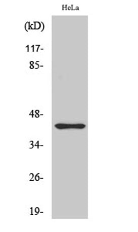 Jun B (phospho Ser259) rabbit pAb