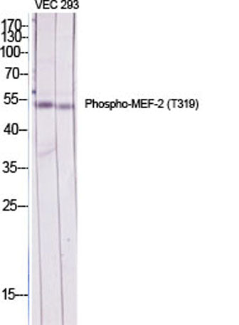 MEF-2 (phospho Thr319) rabbit pAb