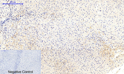 MEK-1/2 (phospho Ser218/222) rabbit pAb