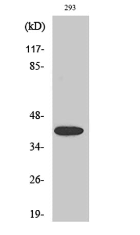 MEK-4 (phospho Ser80) rabbit pAb
