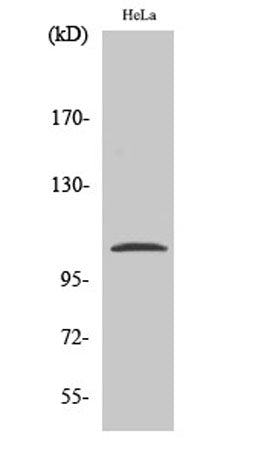 NFκB-p105 (phospho Ser932) rabbit pAb