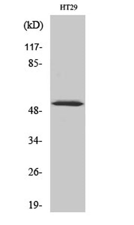 p53 (phospho Ser33) rabbit pAb