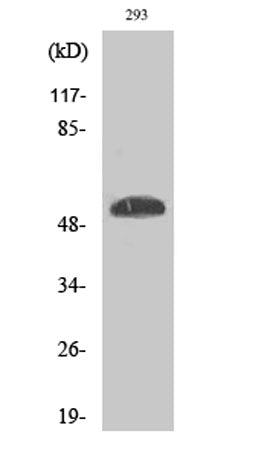 p53 (phospho Ser46) rabbit pAb