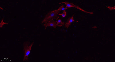Tau (phospho Ser396) rabbit pAb