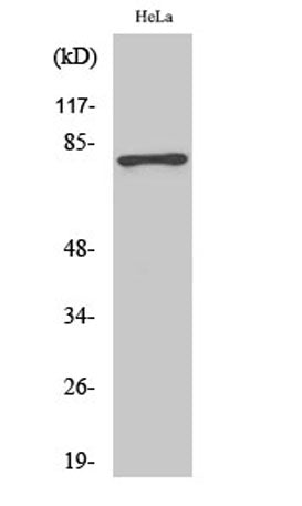Tau (phospho Ser404) rabbit pAb