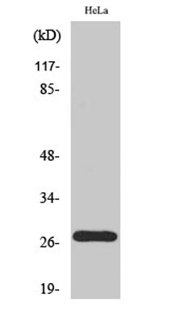 p27 (phospho Thr187) rabbit pAb