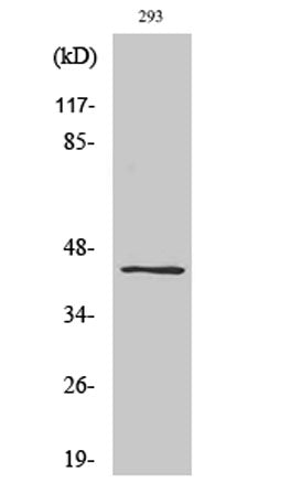 Ephrin-B1/2 (phospho Tyr330) rabbit pAb