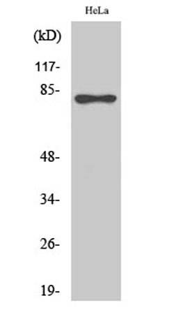 Rad17 (phospho Ser645) rabbit pAb