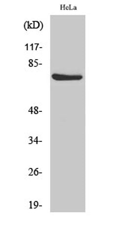 Raf-1 (phospho Ser338) rabbit pAb