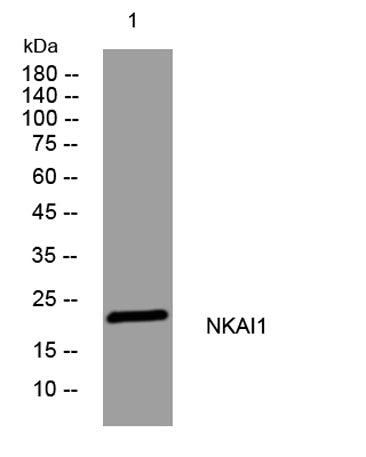 NKAI1 rabbit pAb