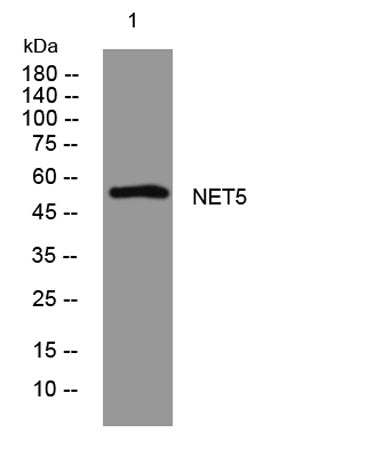 NET5 rabbit pAb