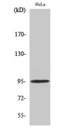 GR (phospho Ser211) rabbit pAb
