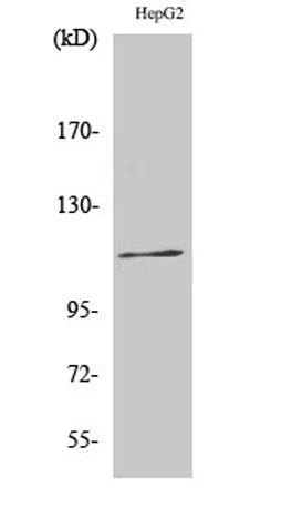 Ksr-1 (phospho Ser392) rabbit pAb