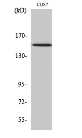 PLC γ1 (phospho Tyr771) rabbit pAb