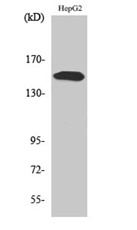 PLC γ2 (phospho Tyr753) rabbit pAb