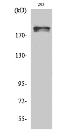 WNK1 (phospho Thr60) rabbit pAb