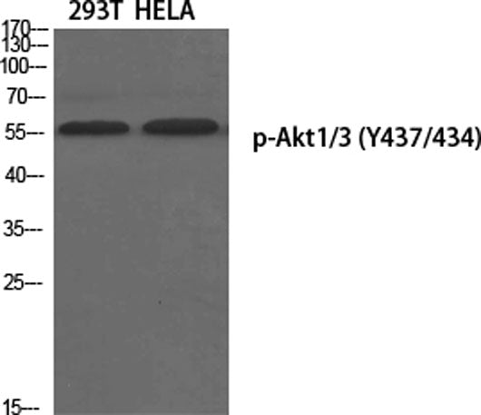 Akt1/3 (phospho Tyr437/434) rabbit pAb