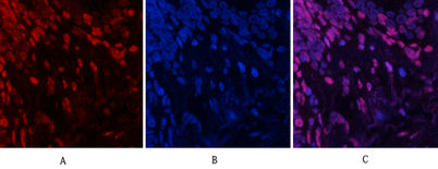 JNK1/2/3 (phospho Tyr185) rabbit pAb