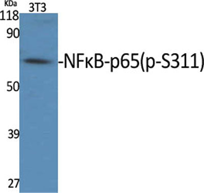 NFκB-p65 (phospho Ser311) rabbit pAb
