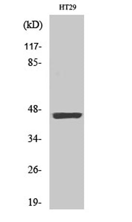 Cytokeratin 18 (phospho Ser33) rabbit pAb