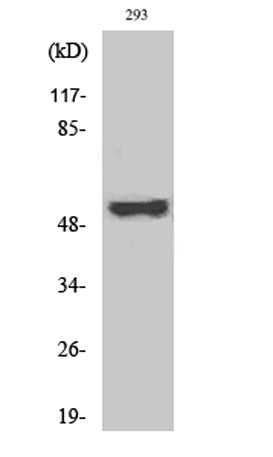 Cot (phospho Thr290) rabbit pAb