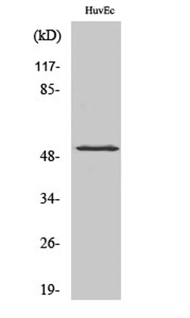 HNF4-α (phospho Ser313) rabbit pAb