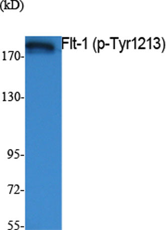 Flt-1 (phospho Tyr1213) rabbit pAb