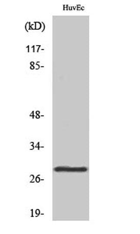 14-3-3 θ rabbit pAb
