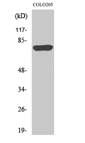 ACSL6 rabbit pAb