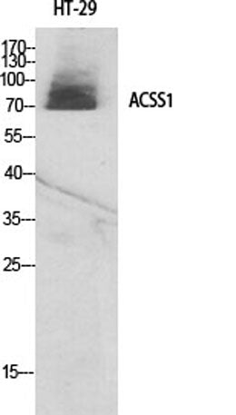 ACSS1 rabbit pAb