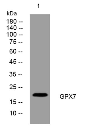 GPX7 rabbit pAb