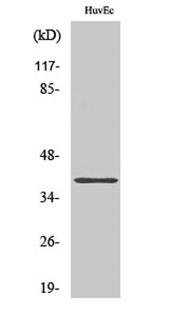 AMPKβ1 rabbit pAb